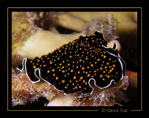 Flatworm in a nigth dive in Marsa Shagra - Egypt - Canon ... by Patrick Tutt 